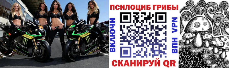 Псилоцибиновые грибы Cubensis где продают Гусиноозёрск